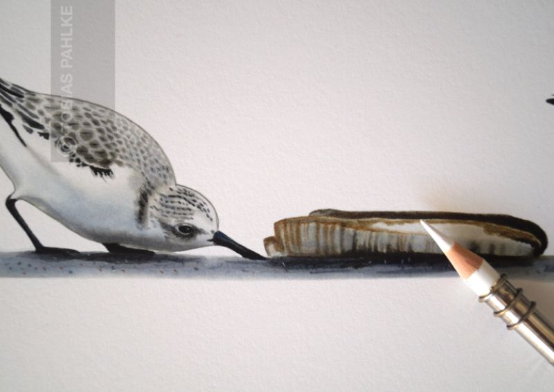 "No time" / Sanderling